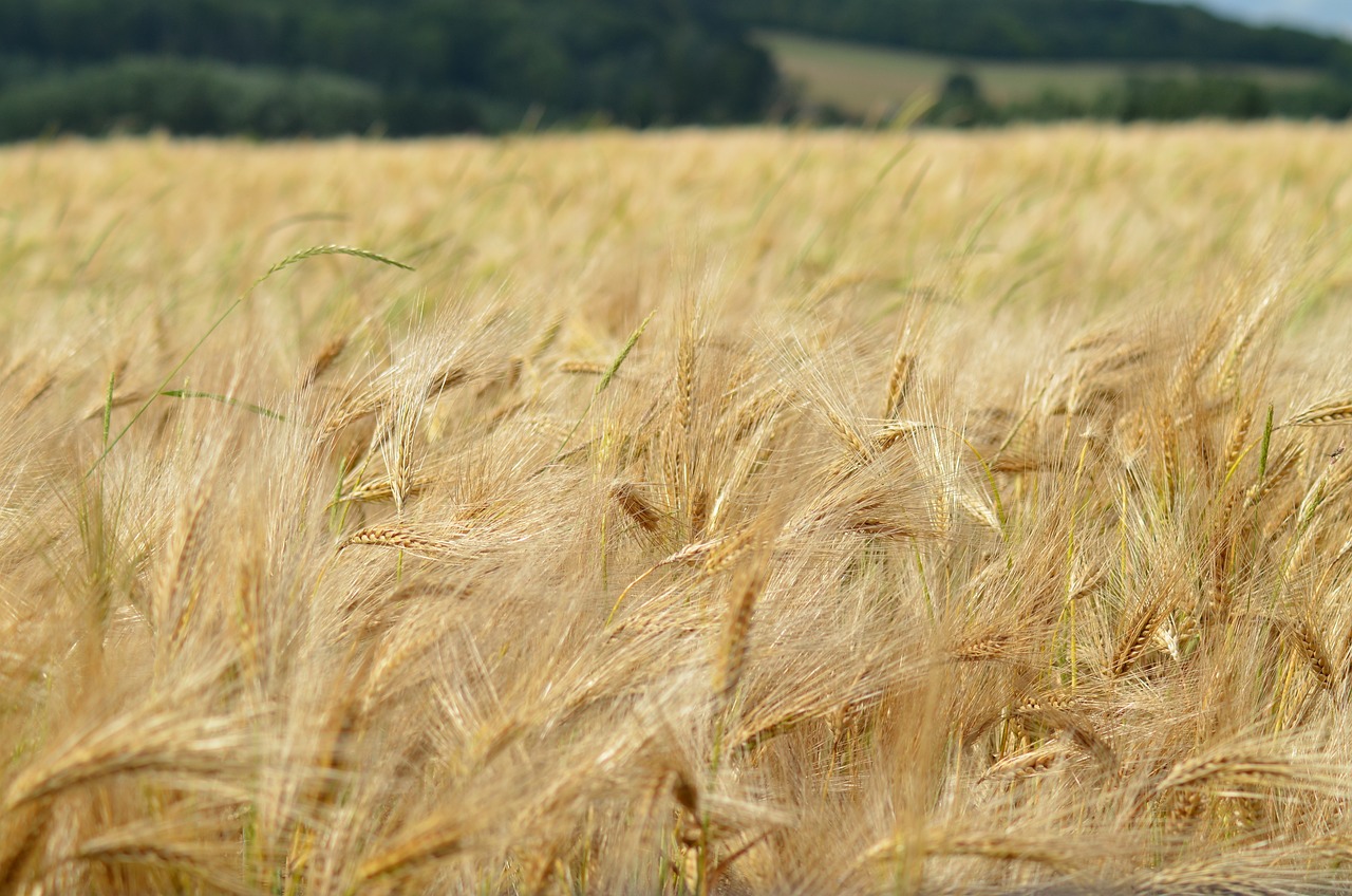 découvrez les principes de la diététique taoïste, une approche holistique visant à harmoniser le corps et l'esprit à travers une alimentation équilibrée. apprenez comment les aliments peuvent influencer votre bien-être et votre énergie, tout en intégrant des pratiques ancestrales pour une vie saine et épanouie.