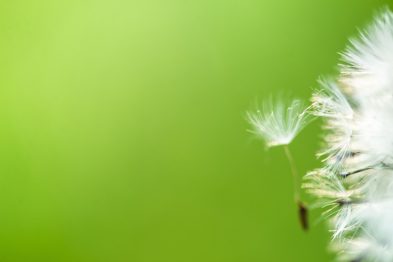 découvrez la beauté de la simplicité avec nos conseils pratiques pour alléger votre quotidien, améliorer votre bien-être et embrasser un mode de vie épuré et serein.