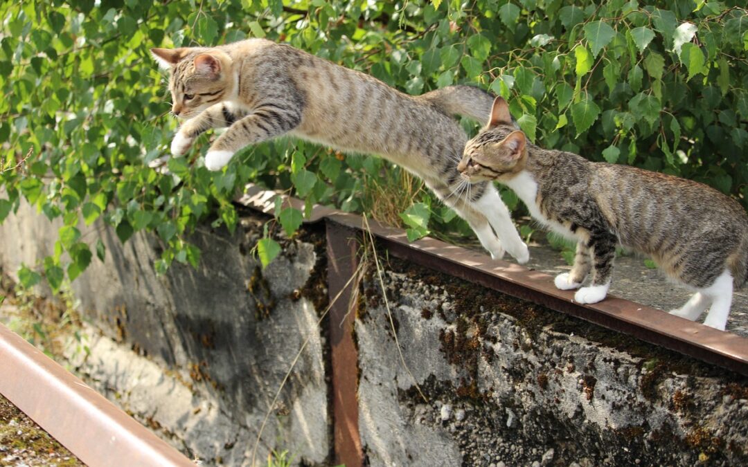 Le grand saut vers l’inconnu