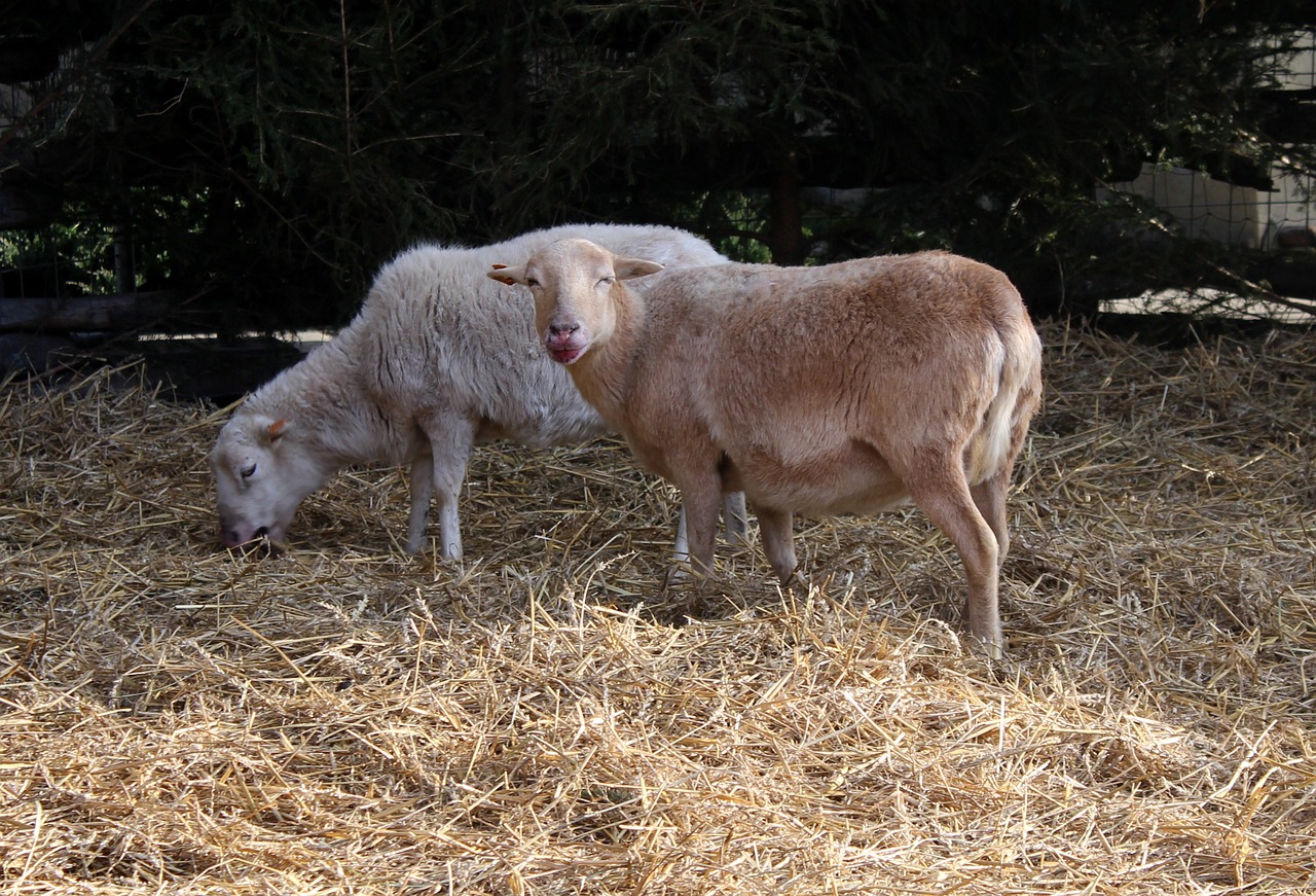 découvrez tout sur la rumination, un processus fascinant par lequel certains animaux régurgitent leur nourriture pour la mâcher à nouveau. explorez son importance dans la digestion, son impact sur la santé animale et la diversité des espèces concernées. apprenez comment la rumination influence l'alimentation et le comportement des ruminants.