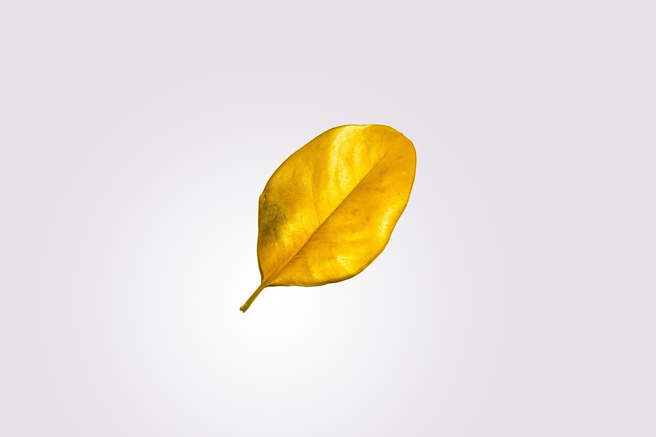 découvrez la beauté de la simplicité avec nos conseils et astuces pour adopter un mode de vie minimaliste. apprenez à désencombrer votre esprit et votre espace, et savourez la tranquillité d'une existence simplifiée.
