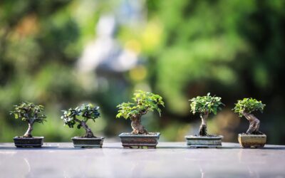 Présentation zen : une approche sereine de la vie