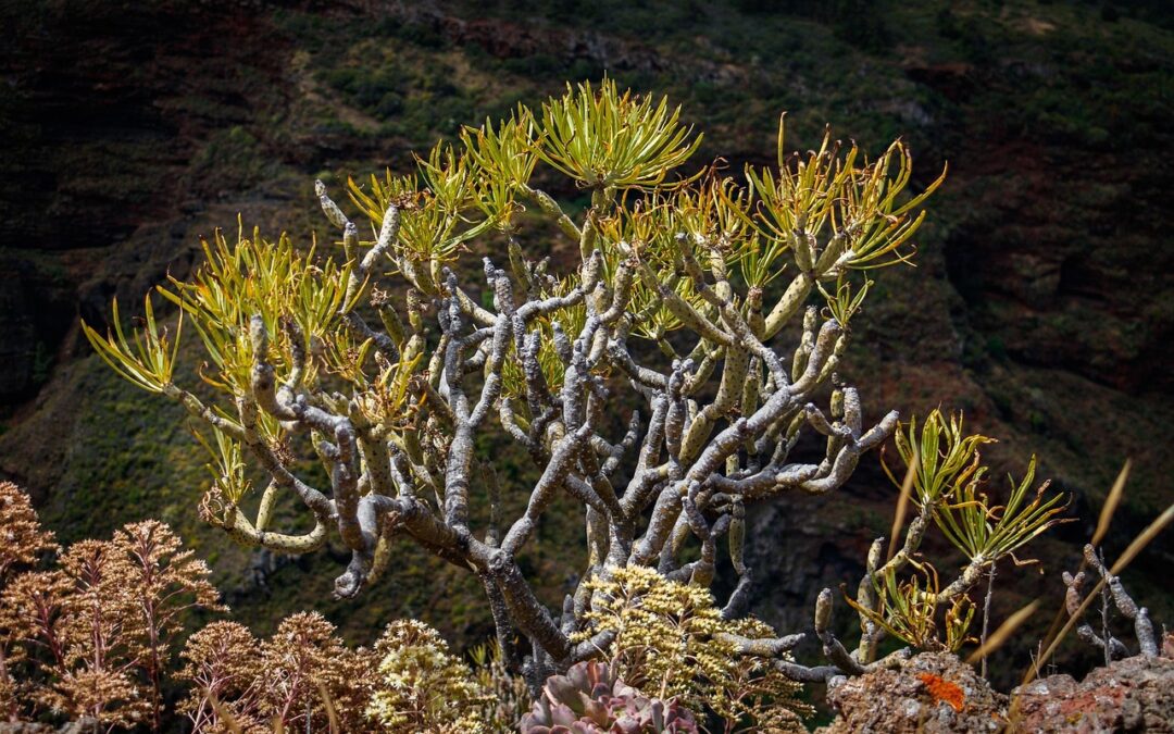 Comment vivre une vie frugale : 6 conseils pour un bonheur simple