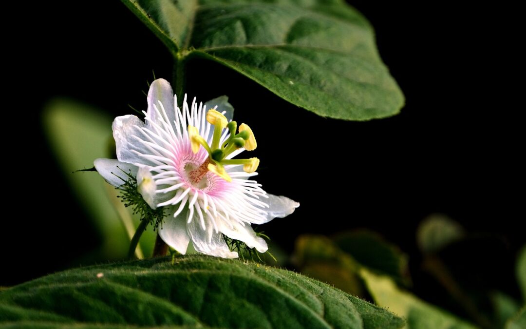 Je ne veux pas choisir entre deux passions