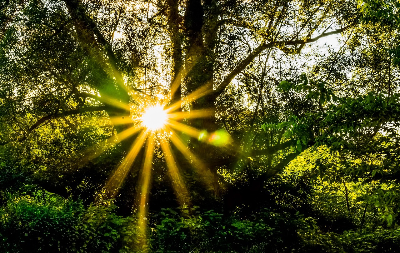 découvrez l'art de la sérénité avec 'zen', un voyage apaisant vers l'équilibre intérieur et la pleine conscience. plongez dans des techniques de relaxation, des conseils de méditation et des inspirations pour vivre en harmonie avec vous-même et votre environnement.