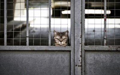 Que faire quand on s’ennuie à la maison, seul ou à deux ? 50 idées