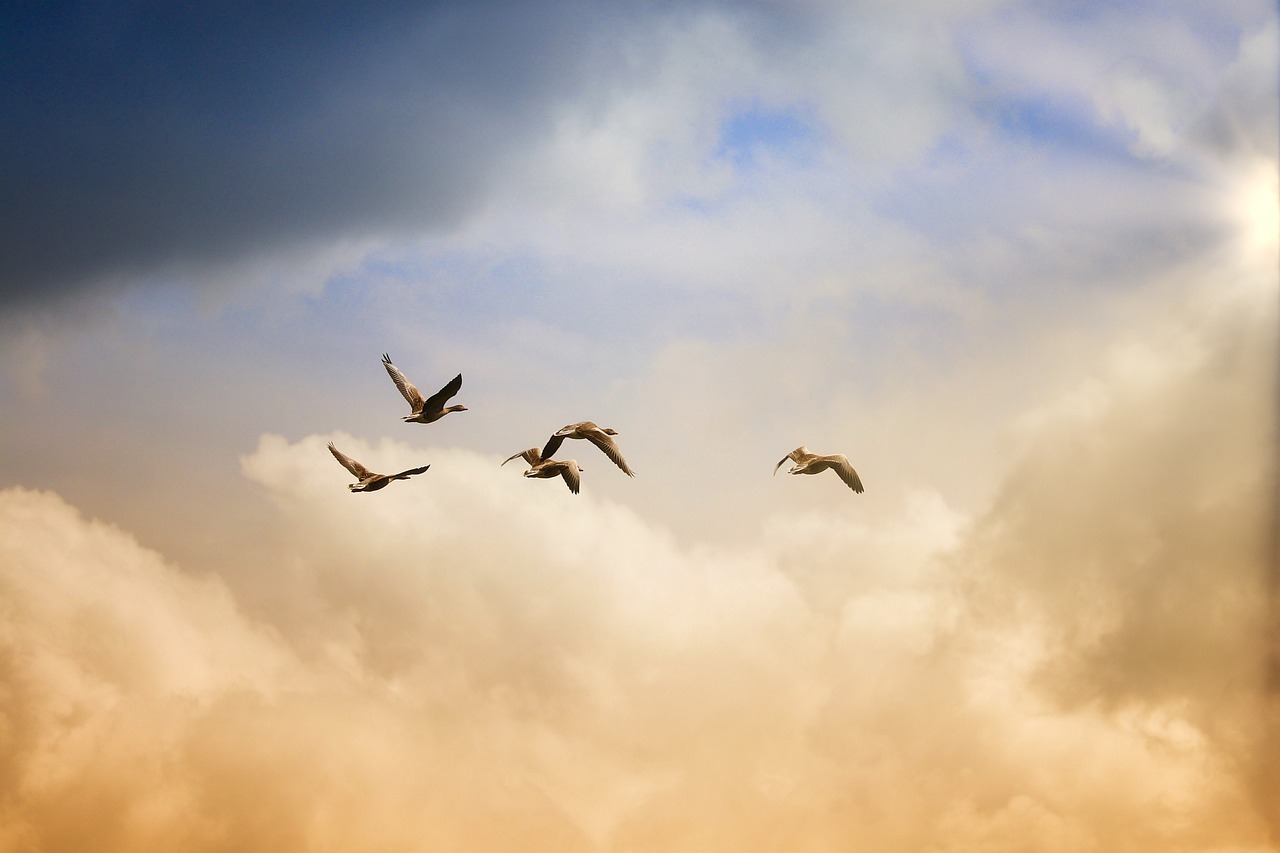 découvrez le concept de liberté dans toutes ses dimensions : personnelle, sociale et politique. explorez les idées inspirantes et les mouvements qui ont façonné notre compréhension de la liberté et comment vivre en pleine conscience de cet idéal.