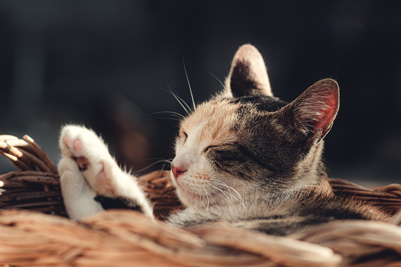 découvrez rest, l'architecture incontournable pour le développement d'api web efficaces et performantes. apprenez à concevoir des services restful qui facilitent les échanges de données entre clients et serveurs, tout en respectant les principes du web.