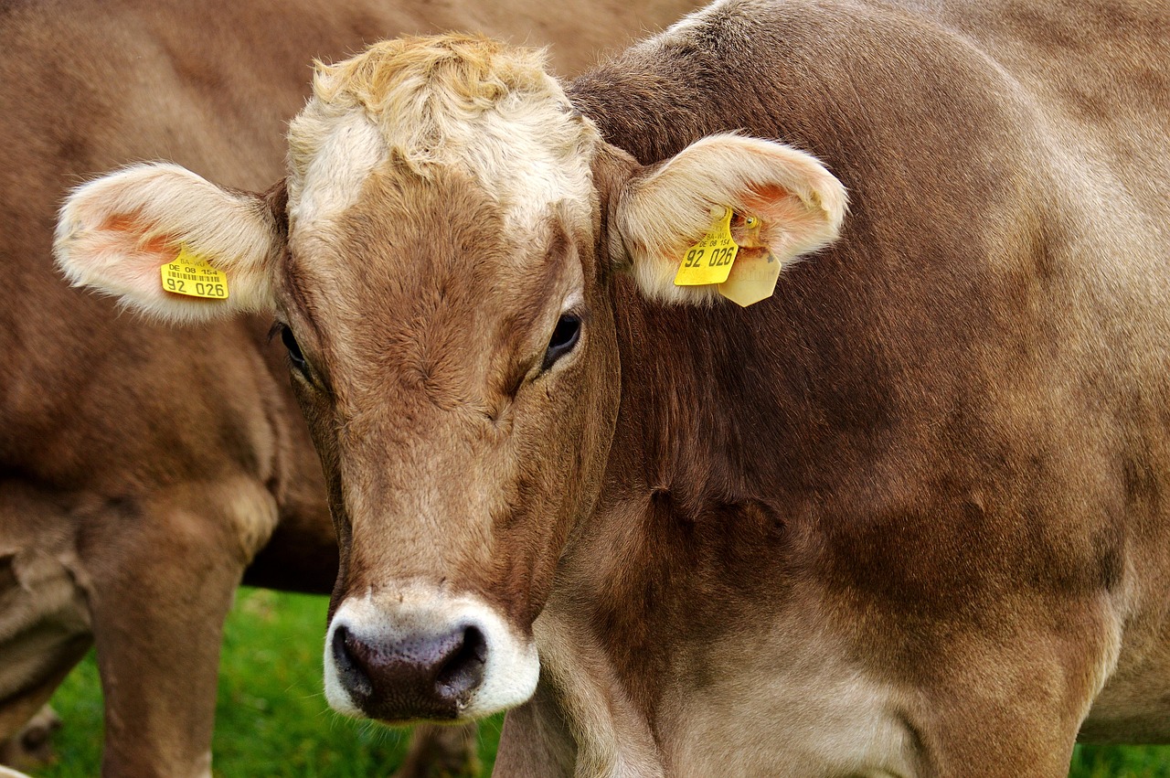 découvrez le concept innovant de la "vache violette", une métaphore pour les idées audacieuses et mémorables qui se démarquent dans un monde saturé. apprenez à attirer l'attention et à créer des produits uniques qui captivent votre audience.