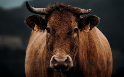 La vache pourpre : une révolution dans le monde de l’entrepreneuriat