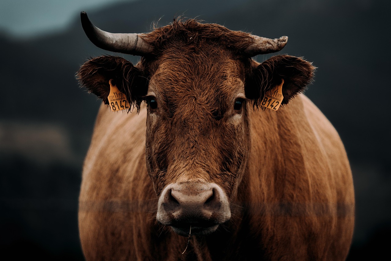 découvrez le concept unique de la "vache violette", une métaphore puissante pour se démarquer dans un marché saturé. explorez comment innover et attirer l'attention avec des idées audacieuses et distinctives.
