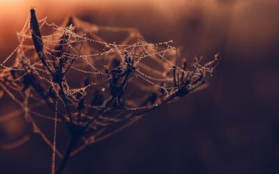 Optimisez votre visibilité web efficacement